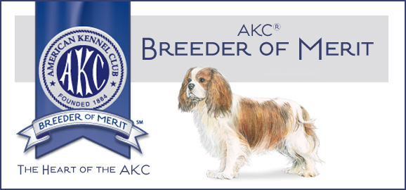 AKC Breeder of Merit for Cavalier King Charles Spaniels
