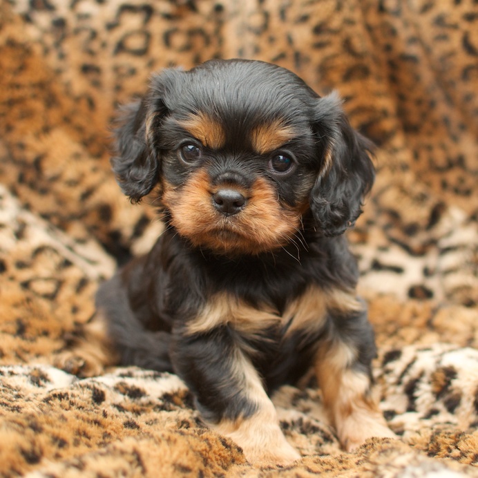 Black & Tan Cavalier King Charles Spaniel Male Puppy