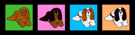 What are the colors of Cavalier King Charles Spaniels?