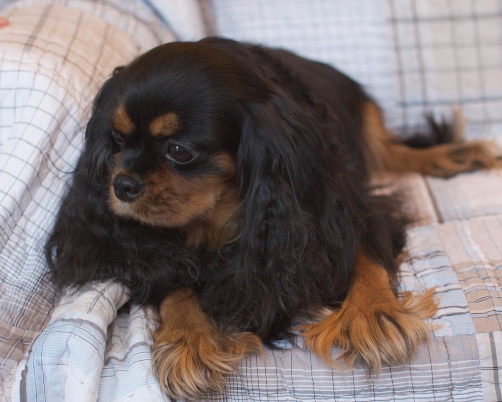 Black and Tan Cavalier King Charles Whole Color in Texas Champion Bloodline