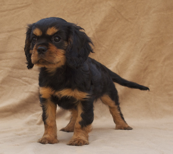 Black and Tan Cavalier King Charles Spaniel Puppy