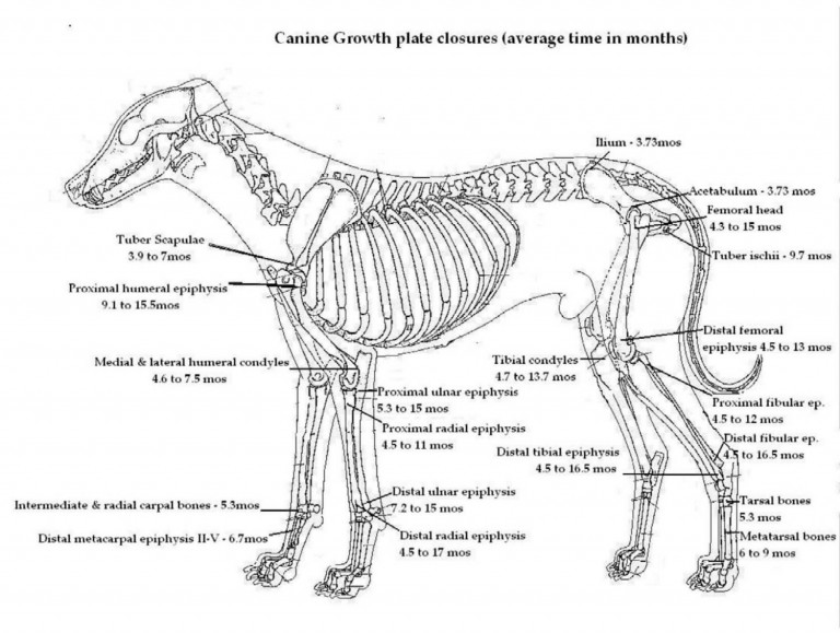 Pediatric Spay and Neuter of the Cavalier King Charles Spaniel ...