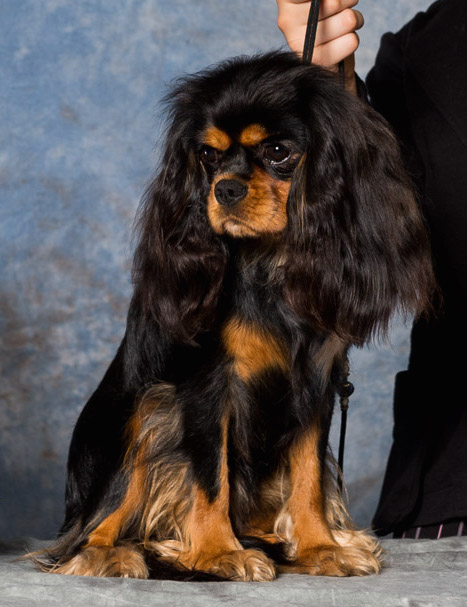black & tan cavalier king charles spaniel dog sitting